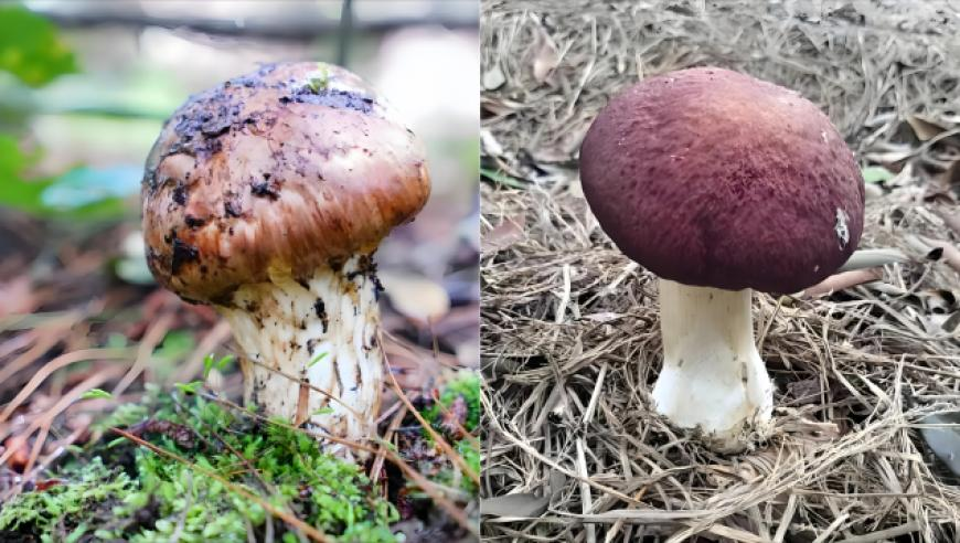 红房子13集 封神,澳门2025正版咨料免费公开,动态词语解释落实_豪华版V15.53