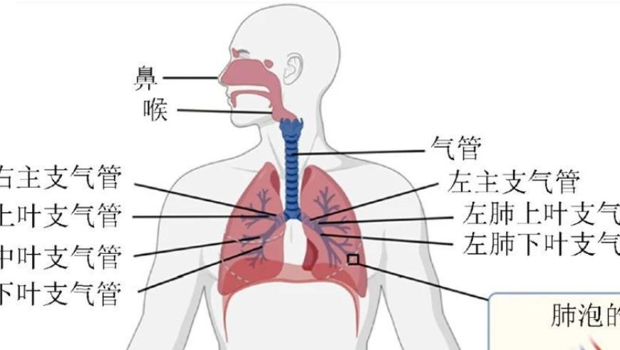 吴谨言挺孕肚在雪地转圈,白小姐包青天五肖期期准,精准解释落实的人生哲理_AR版V13.91
